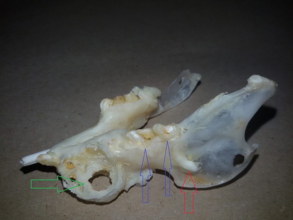 2-umiarkowany-czaszka